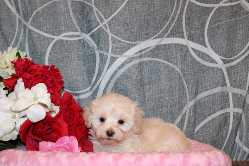 puppy, for, sale, Maltipoo, Matthew B. Stoltzfus, dog, breeder, Gap, PA, dog-breeder, puppy-for-sale, forsale, nearby, find, puppyfind, locator, puppylocator, aca